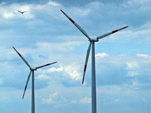 Wind Turbines Cause Rising Number of Bird and Bat Fatalities