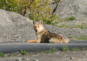 Coyote Control: How Urban Coyotes Are Invading Our Cities