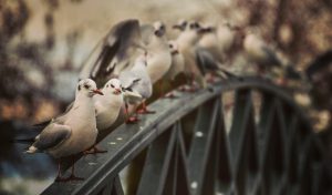 Bird Deterrents: Why UV Light May Not Be the Answer