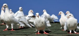 Only Choose a Certified Installer for your Bird Control Problems