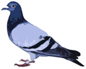 Bird Behavior a Key to How to Get Rid of Pest Birds