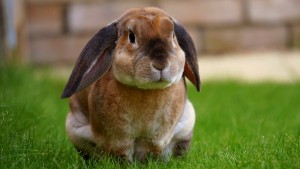 Wild rabbits can carry transmissible strands of Avian Influenze