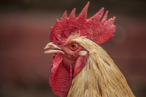 The poultry industry is still recovering from the loss of 50 million birds
