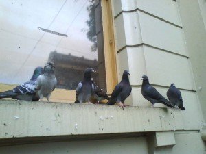 Where to Look for Pest Pigeons on Your Building