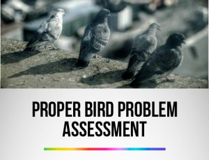 Proper Bird Problem Assessment
