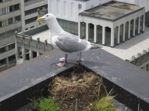 Why Pest Birds Want to Nest on Your Building